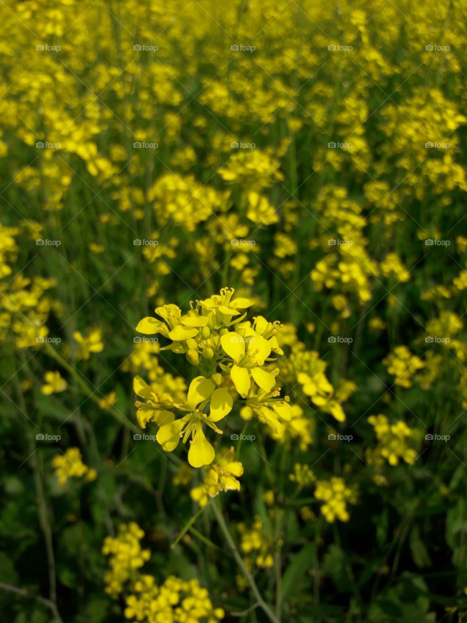 My eyes are only seeing the yellow mustard flowers.... Their marvelous look ..... really fantastic..
