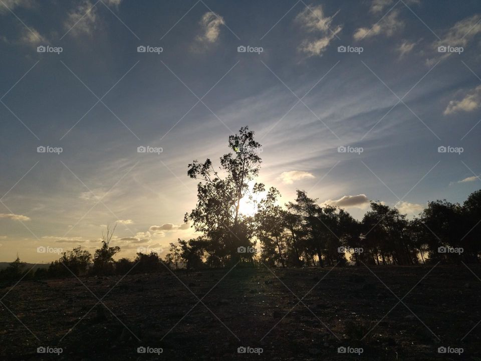 Trees and sunset