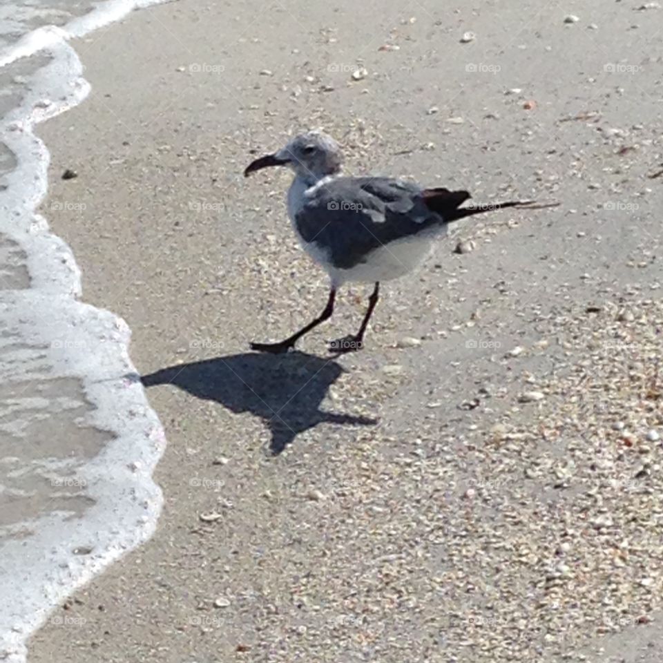 Seagull with injured leg