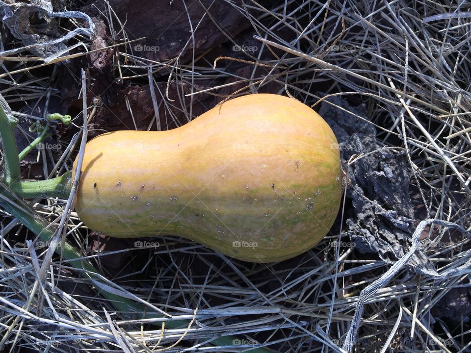 Seminole squash
