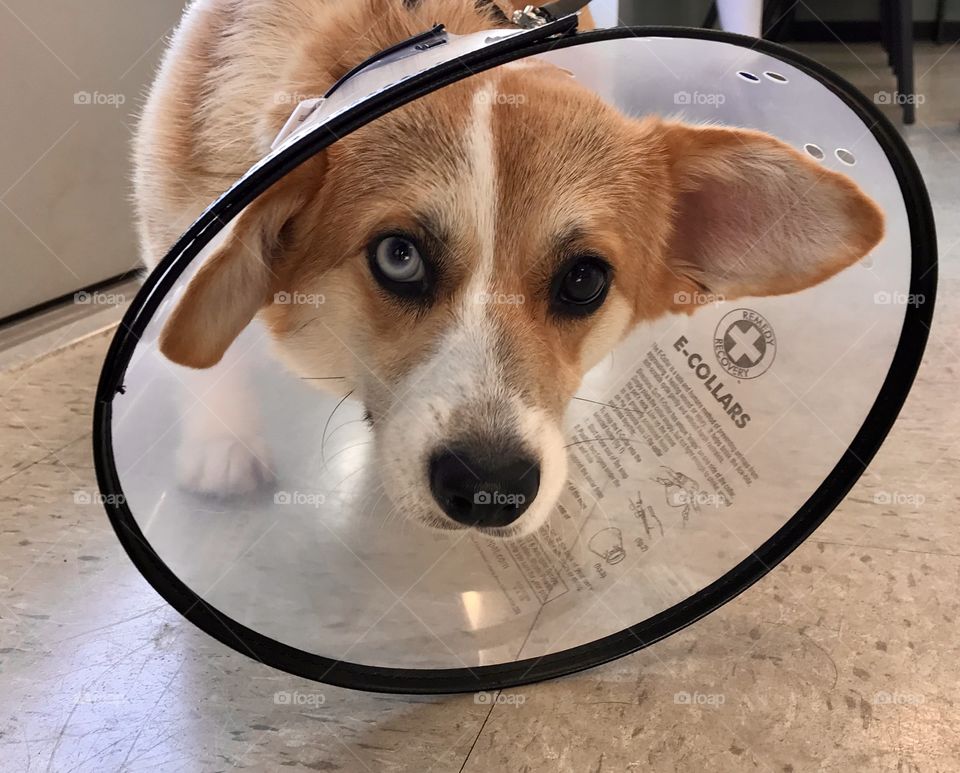 In the cone of shame 