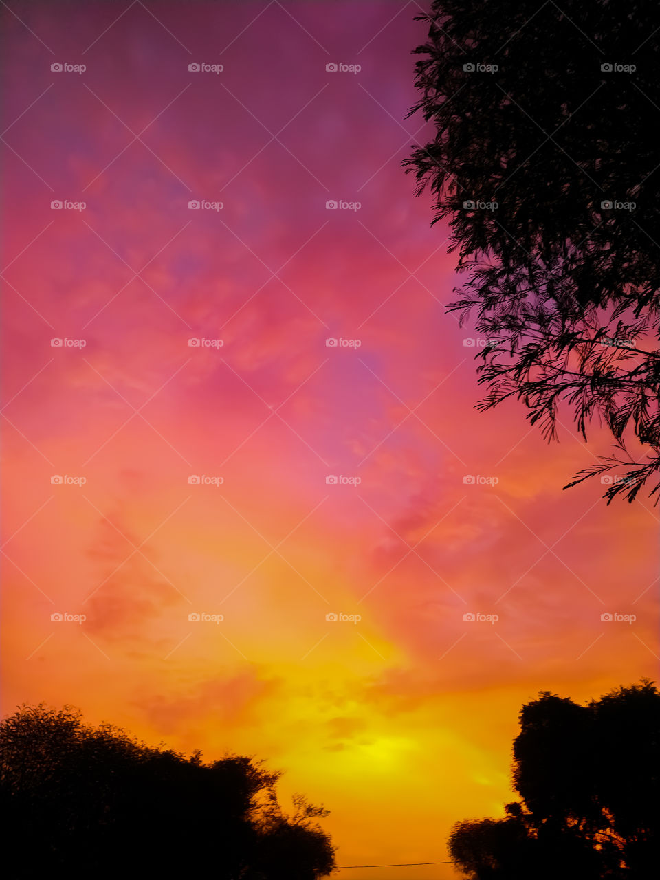 Silhouette tropical  tree with sun light on sunset sky. Summer vacation and nature travel adventure concept. trees against colorful sunset