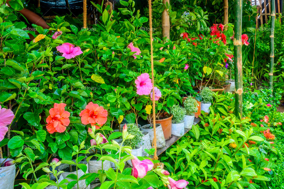 Bright colorful flowers in the greenhouse with Different flowers in a nursery - outdoors