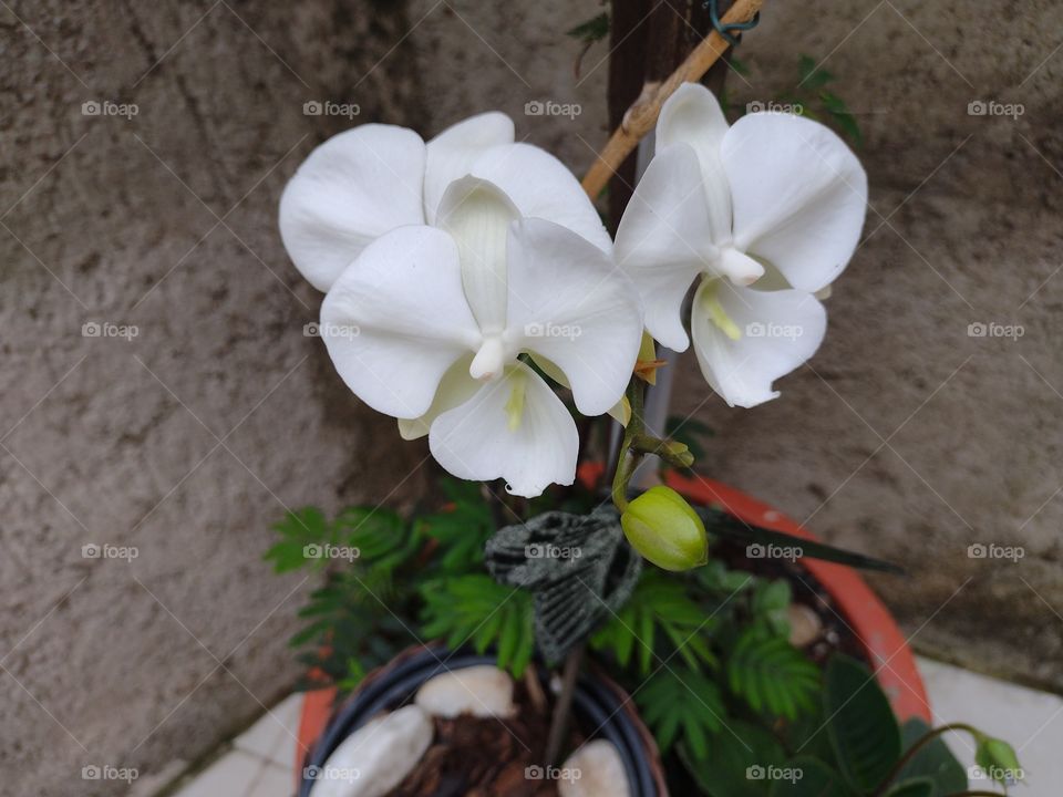 orquídea branca