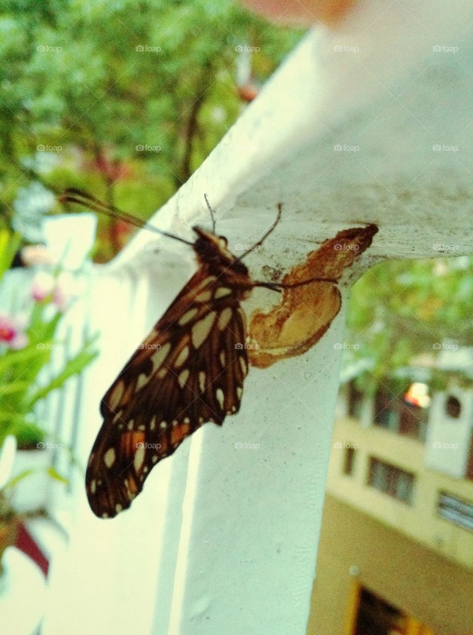Butterfly raising 
