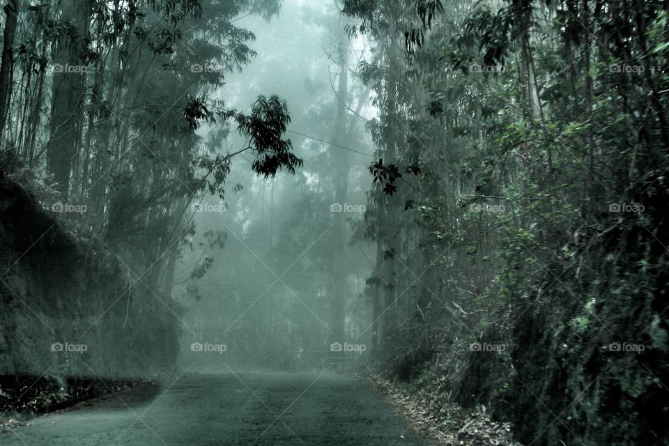 Mist in Eucalyptus Forest