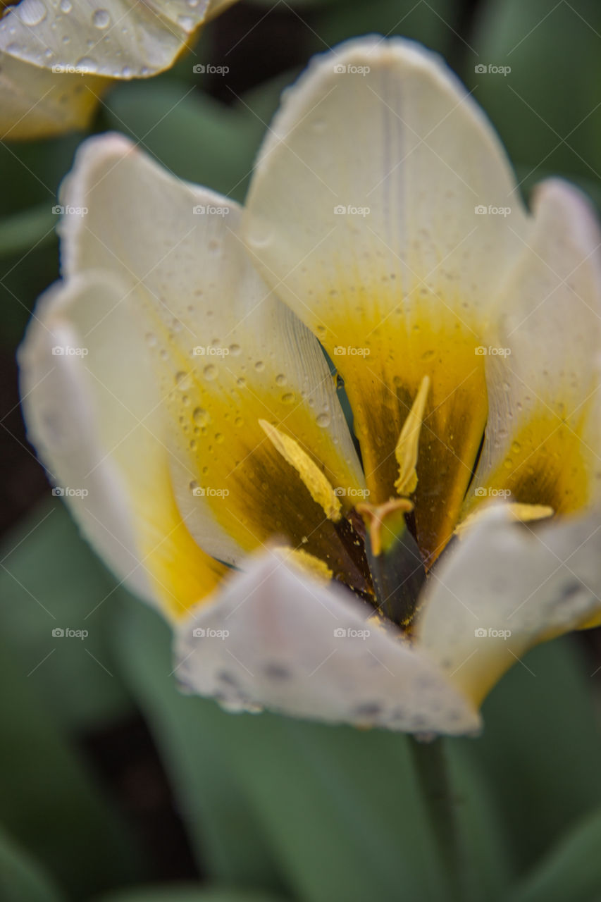 Tulip and water droplets 