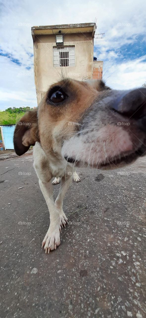 dog in street