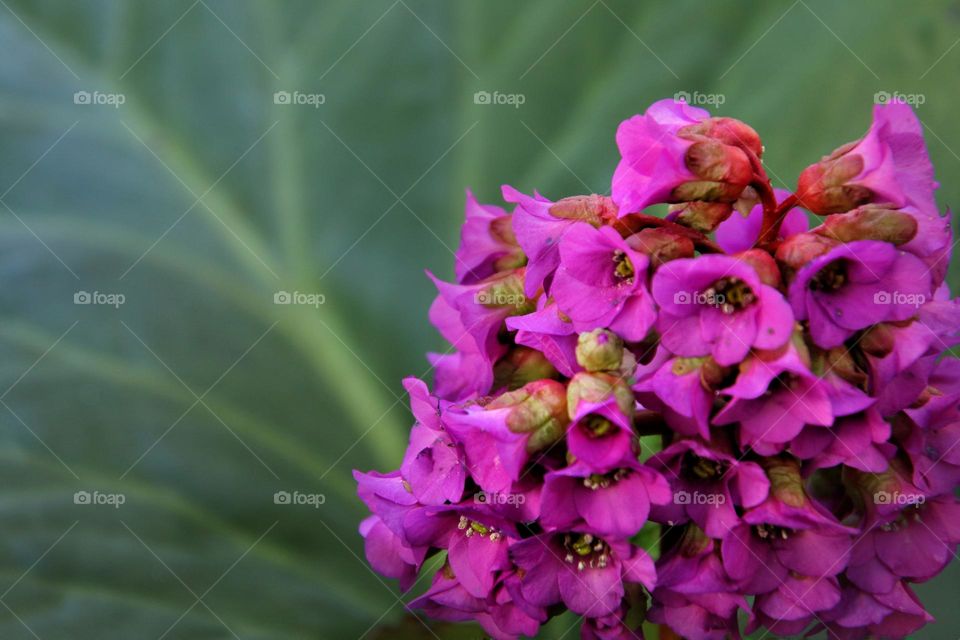 Close-up of a pink bergenia flower with green leaves