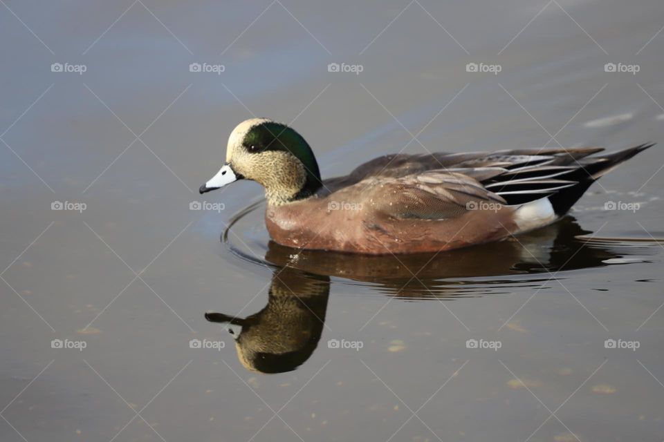 Duck mirroring in the water