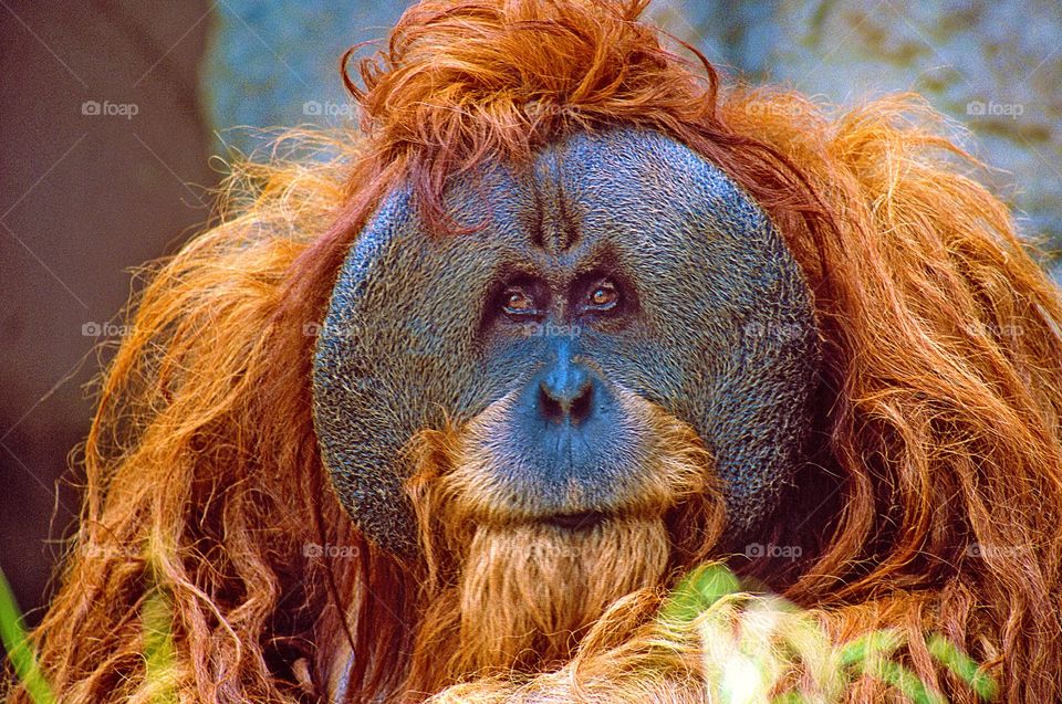Bad hair day. A facial portrait of a male Orangutan.