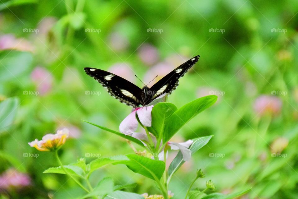 Butterfly and Flower. Butterfly and flower