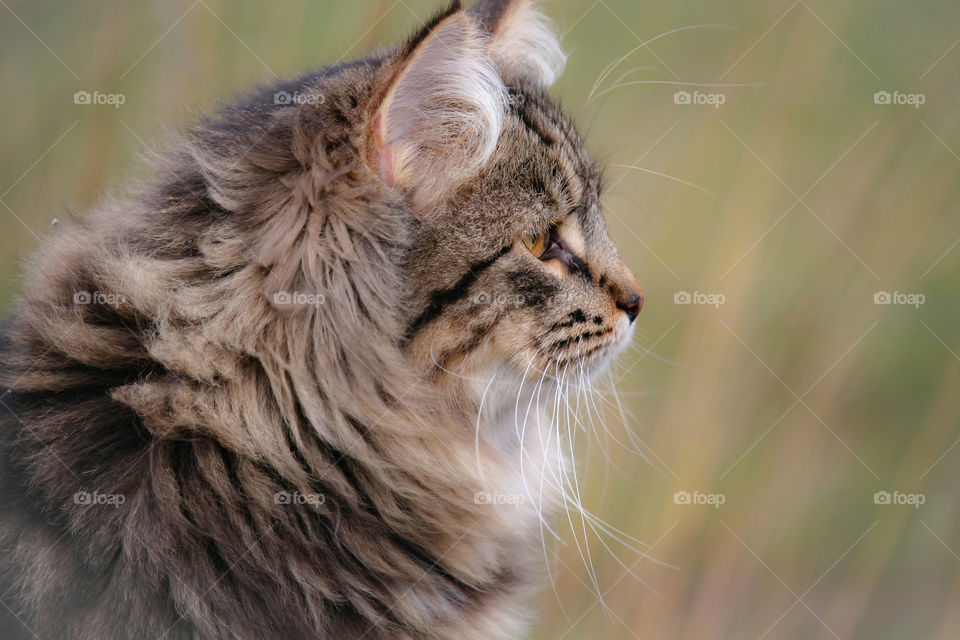 Mainecoon