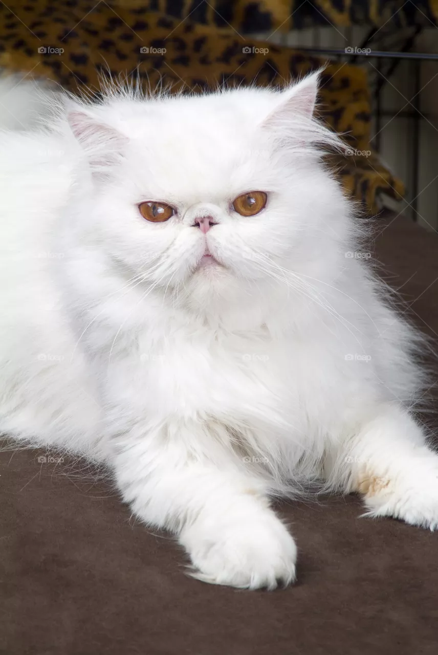White Cat