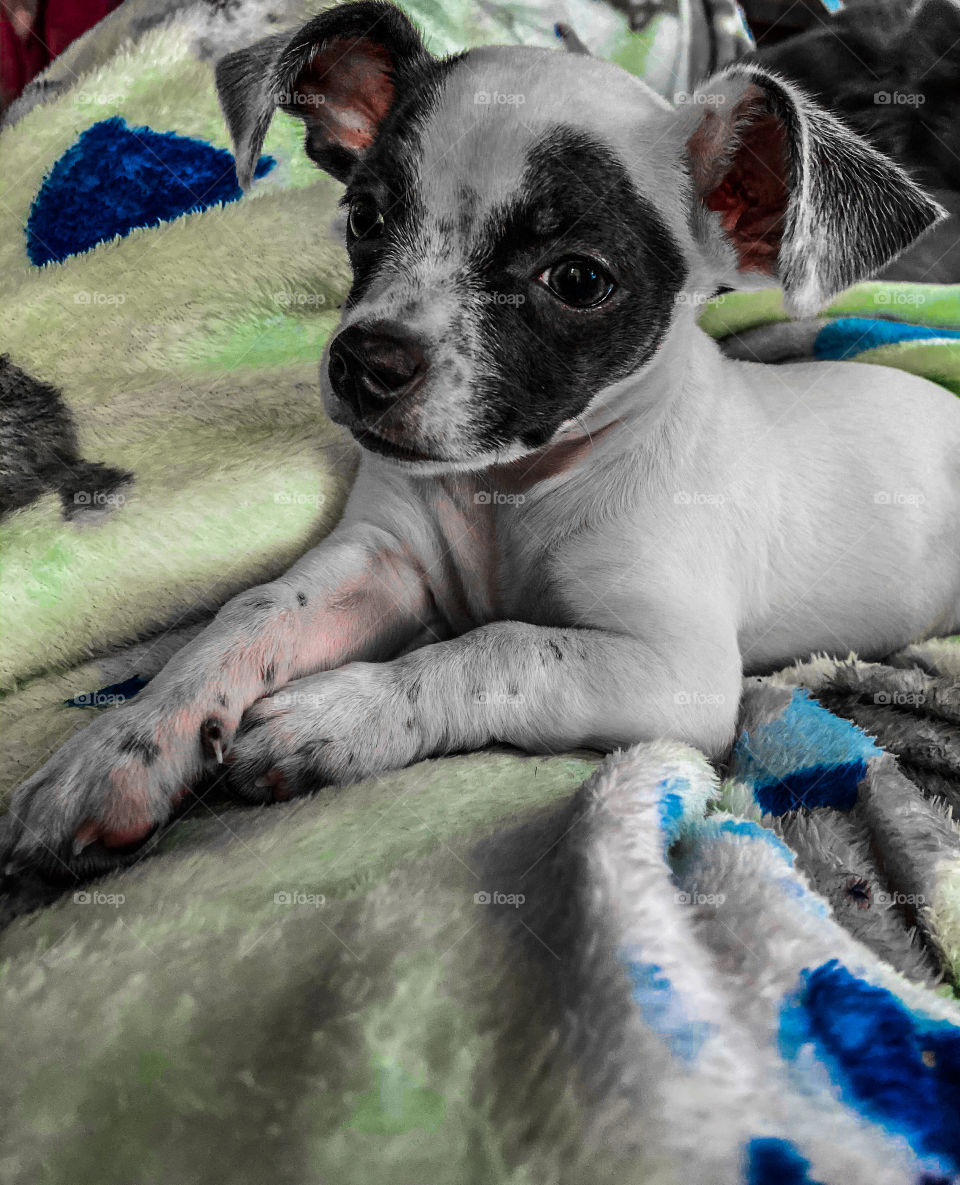 Puppy relaxing with her blanket 