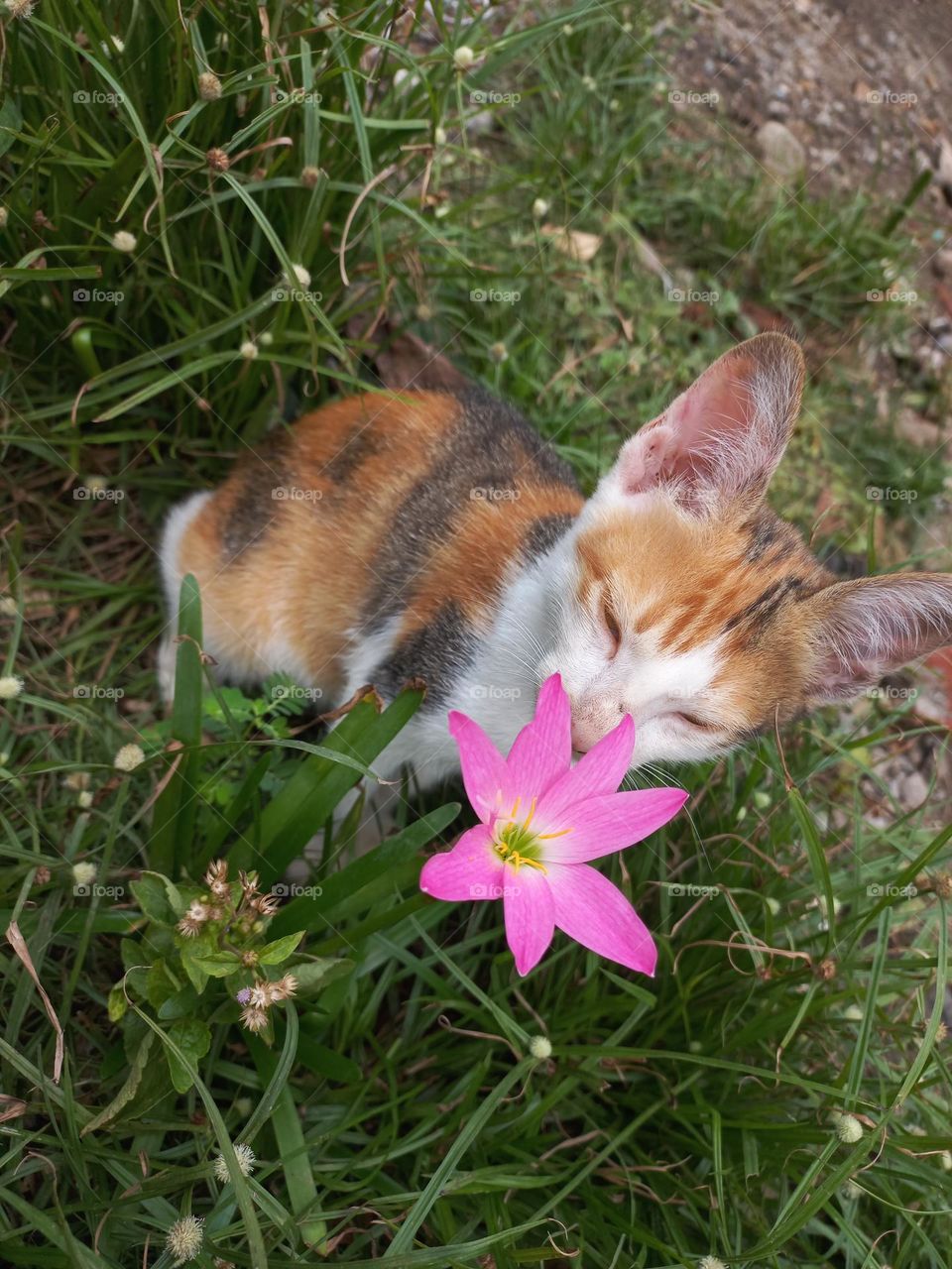 Cute kitten playing in the grass