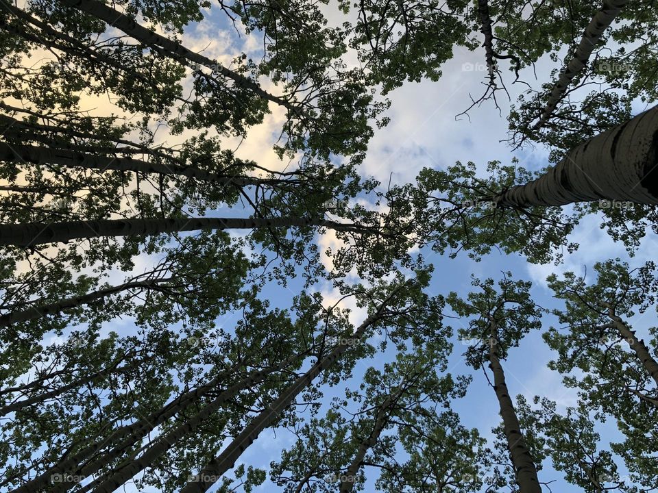 Aspen forest reaching into a partly cloudy sky
