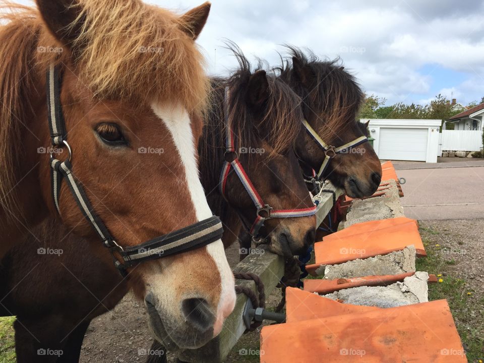 Horse in a row. Horse in a row