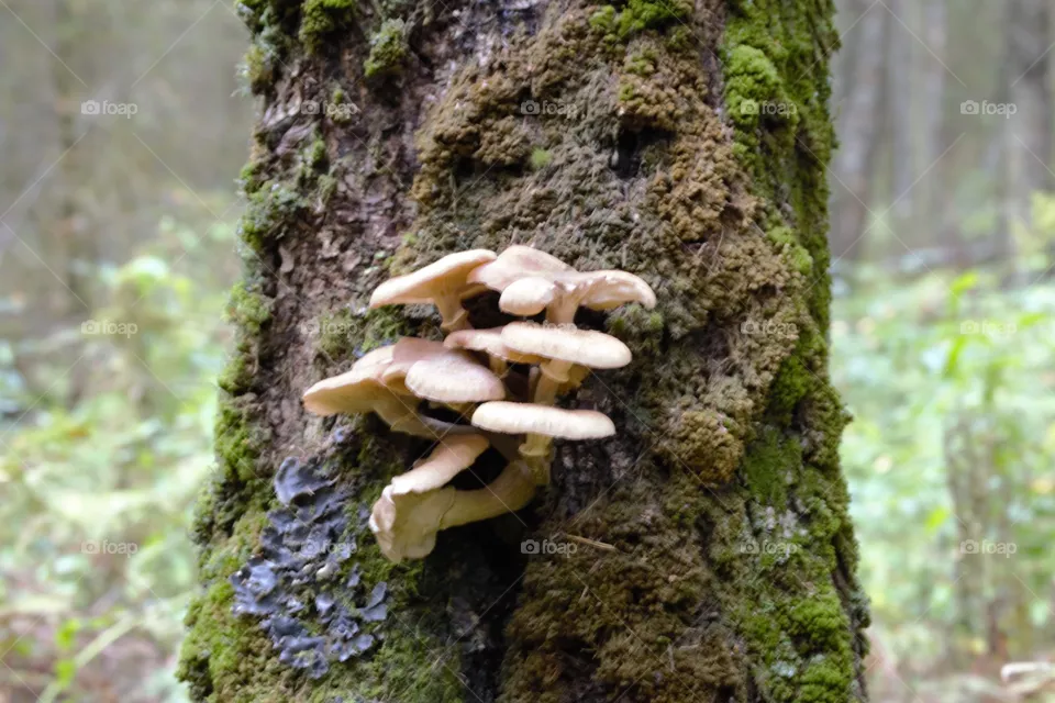 forest