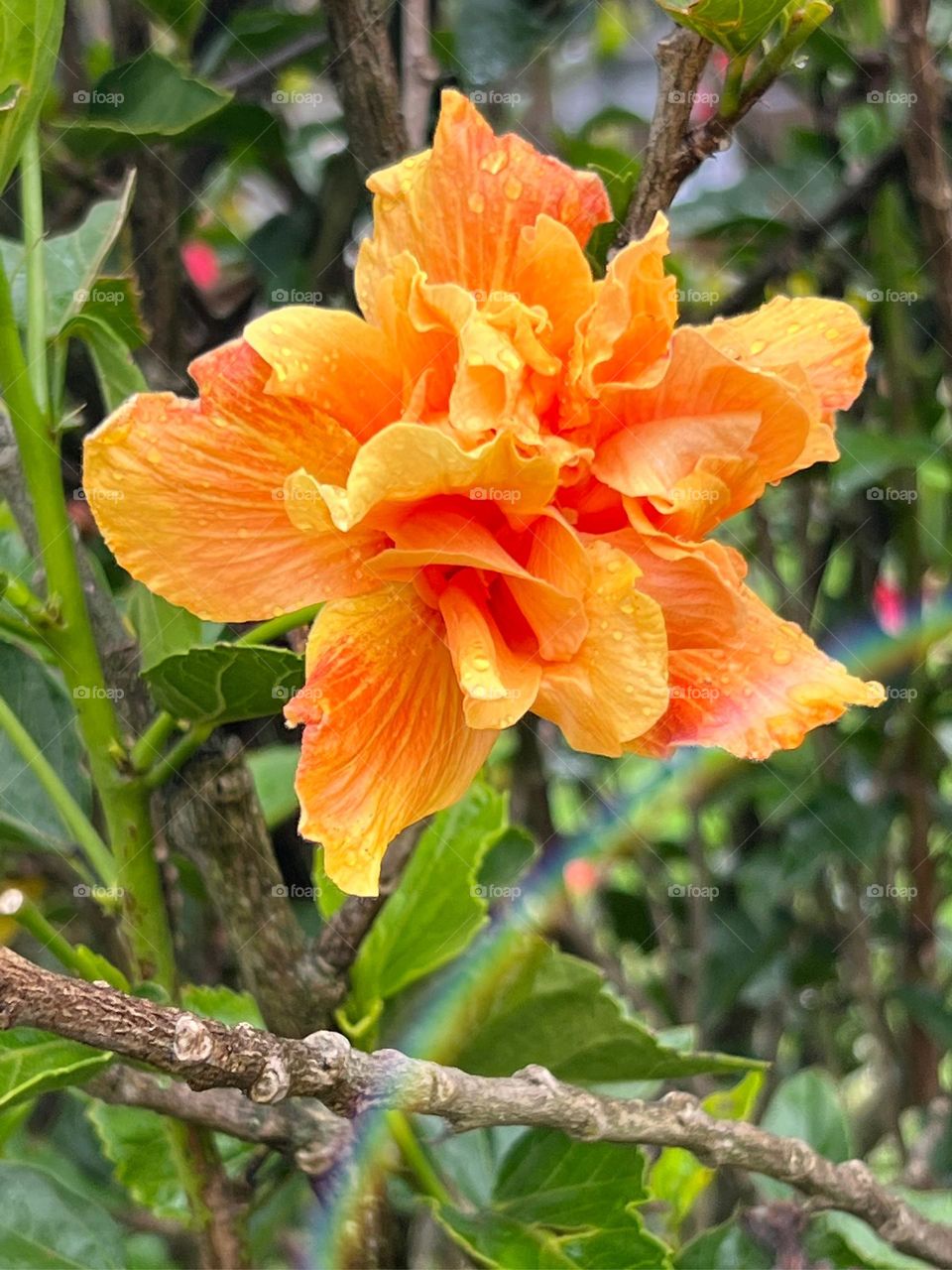 Flower with rainbow 