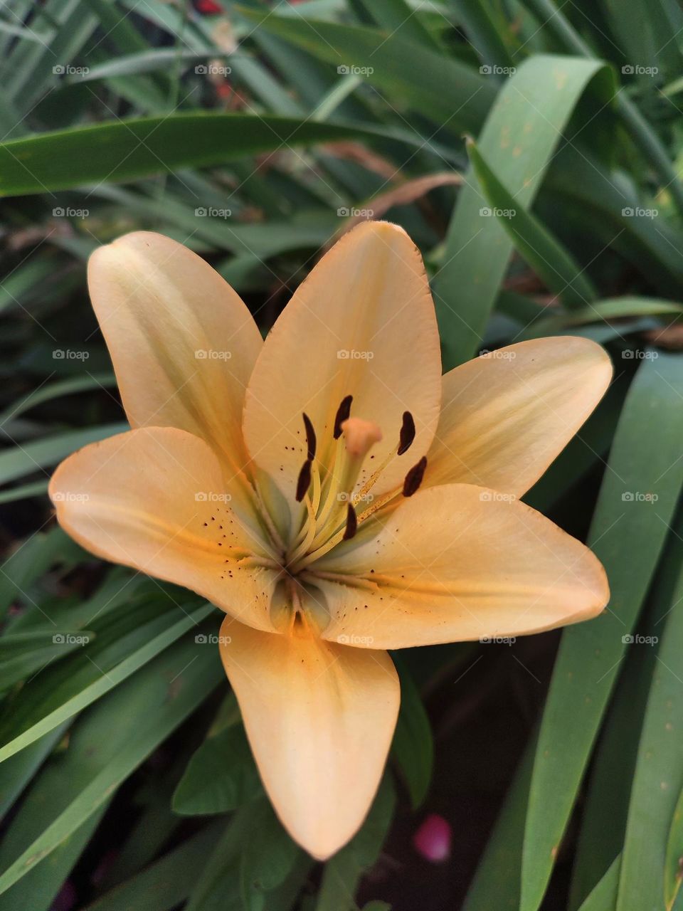 Macro photo of flowering flower