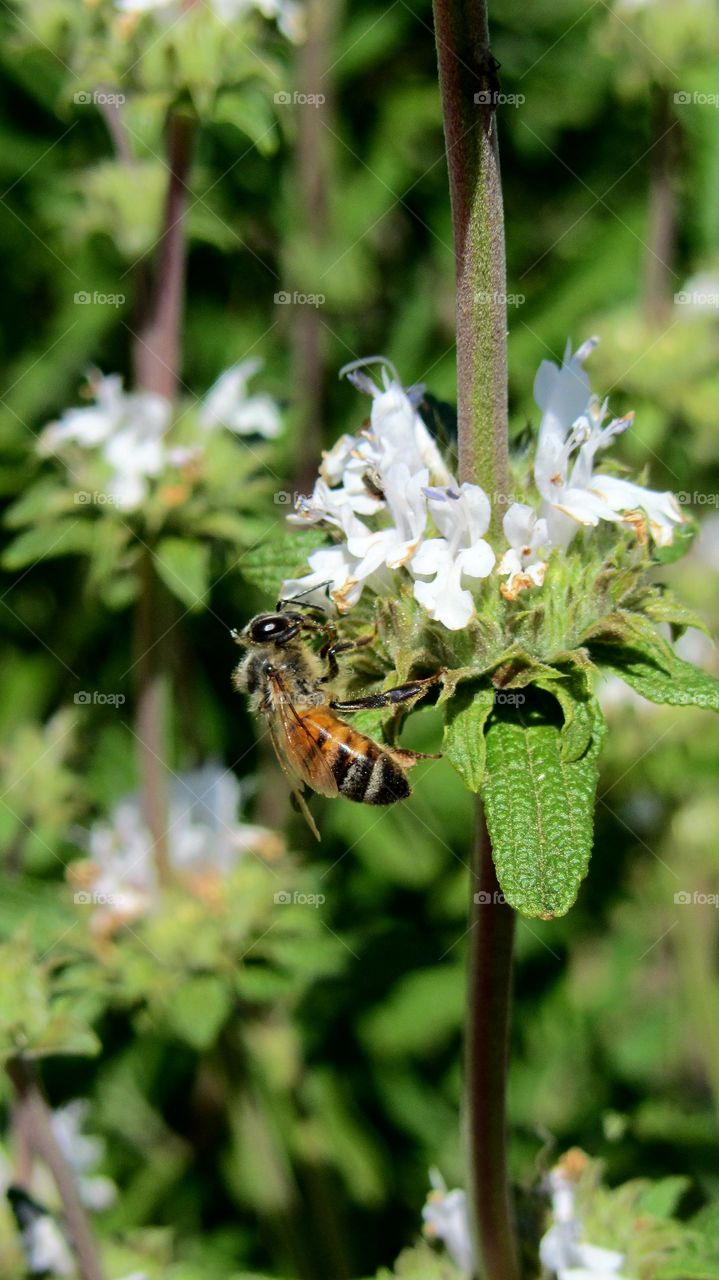 Working bee