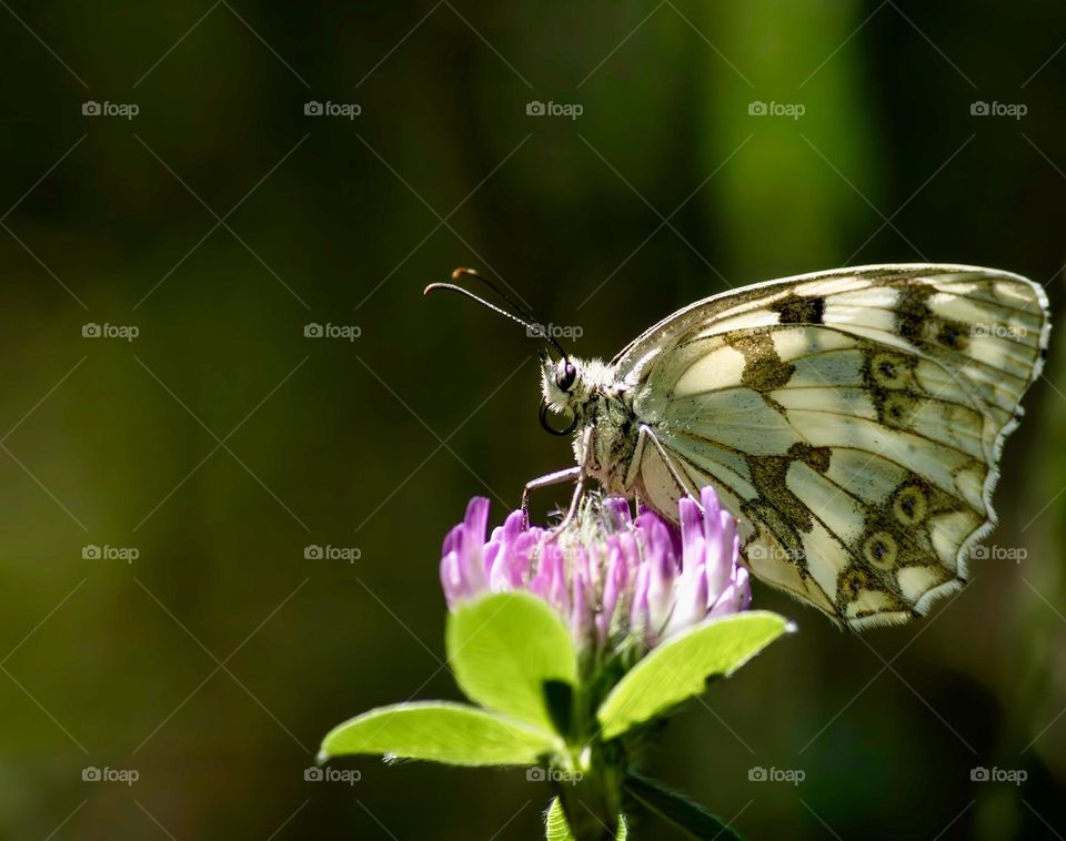 Marbled white butterfly on clover