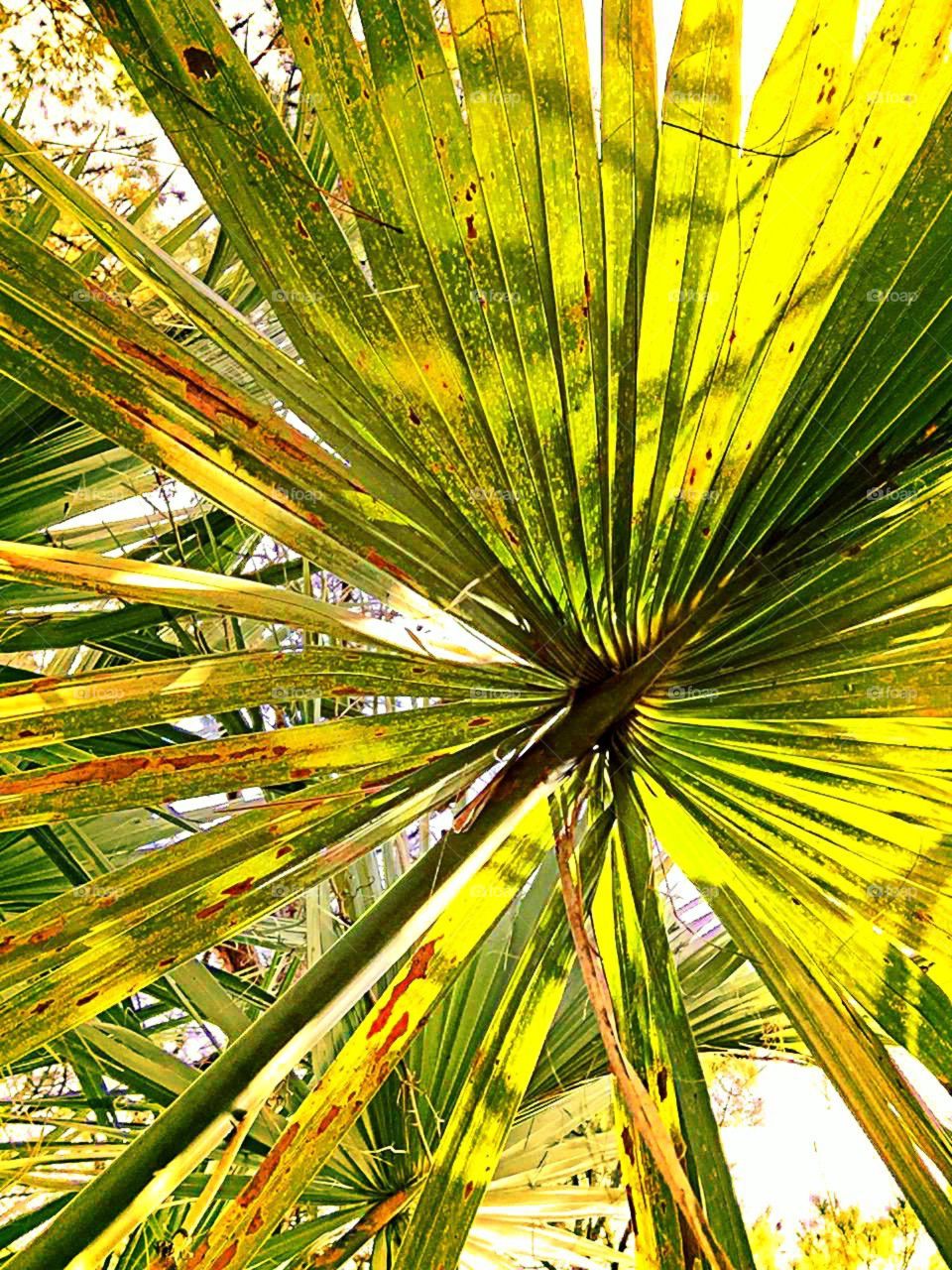 Sunlit palm frond. Looking up from under the fronds of a saw palmetto.

