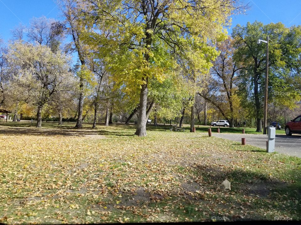 Tree, Fall, Landscape, Park, Nature