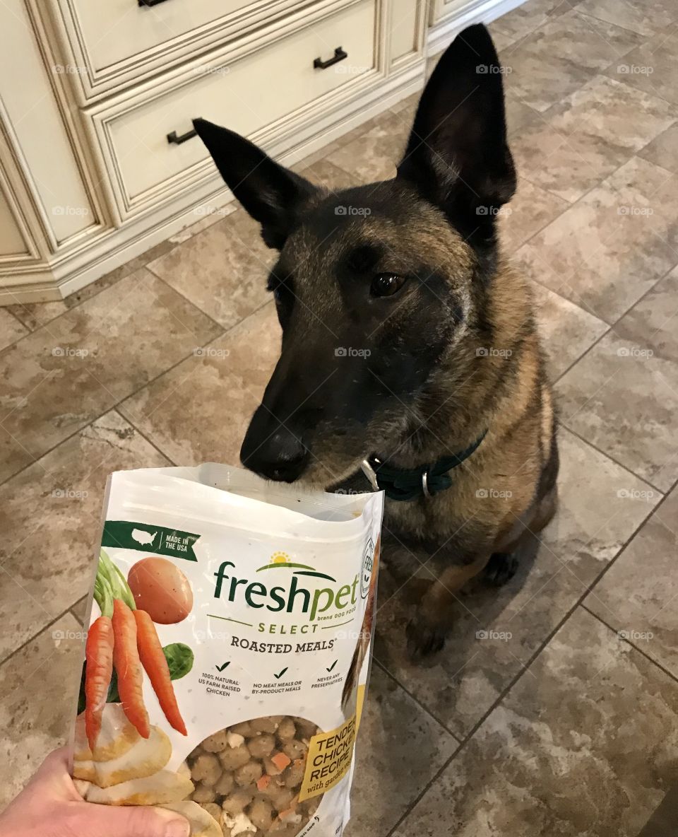 Freshpet Select roasted chicken meals for dogs. All natural. Real food. Healthy and fresh meals for dogs and cats. Anticipation. 