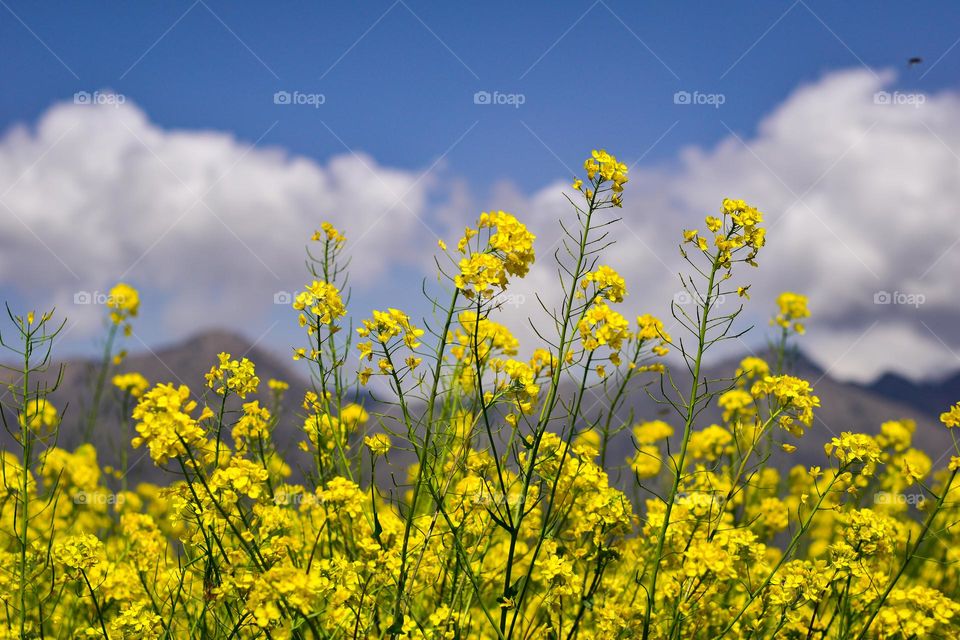 mustard looking mesmerizing in spring