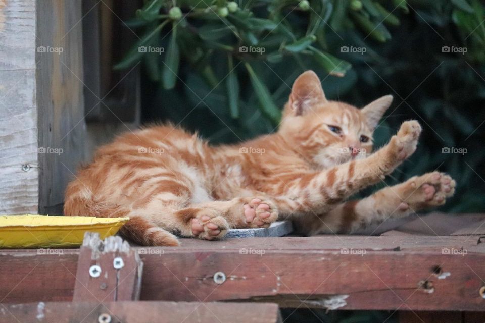 Orange kitty