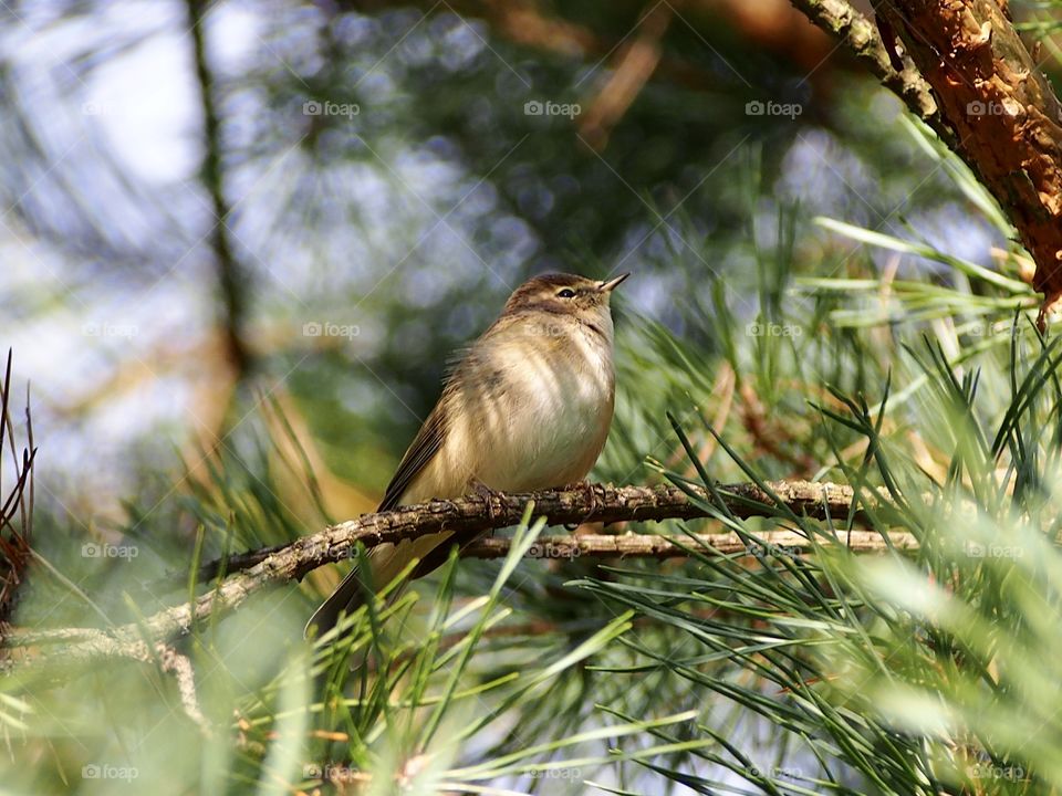 Little bird on the pine