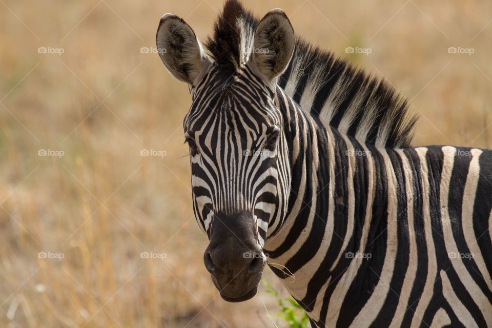 Zebra in the wild. Natures lines 