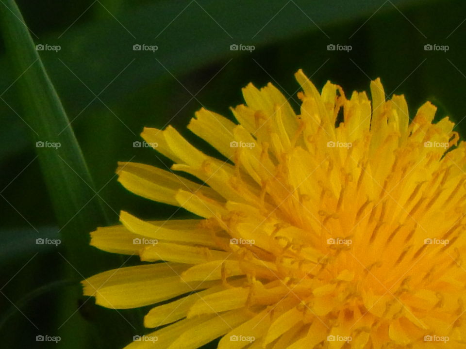 The story of yellow in our every day lives seen within the simple every day dandelion