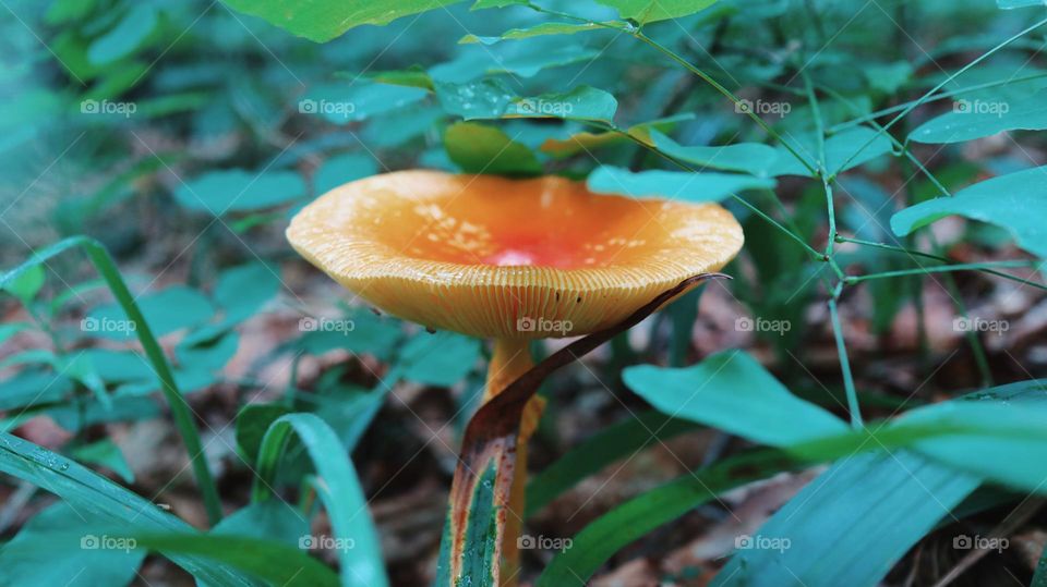 Dangerous poisoned mushroom, but still beautiful orange muchroom