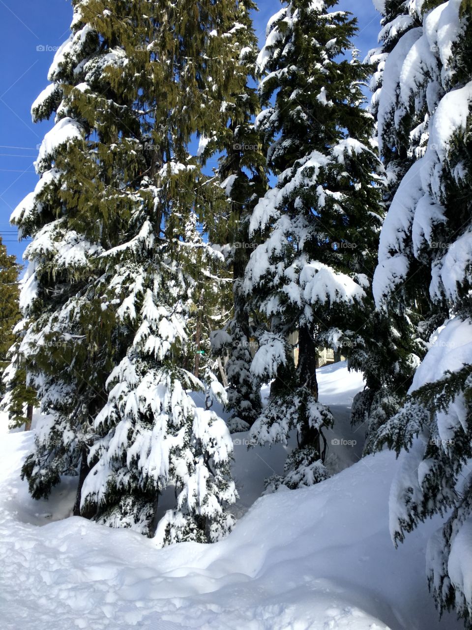 Frozen trees in forest during winter