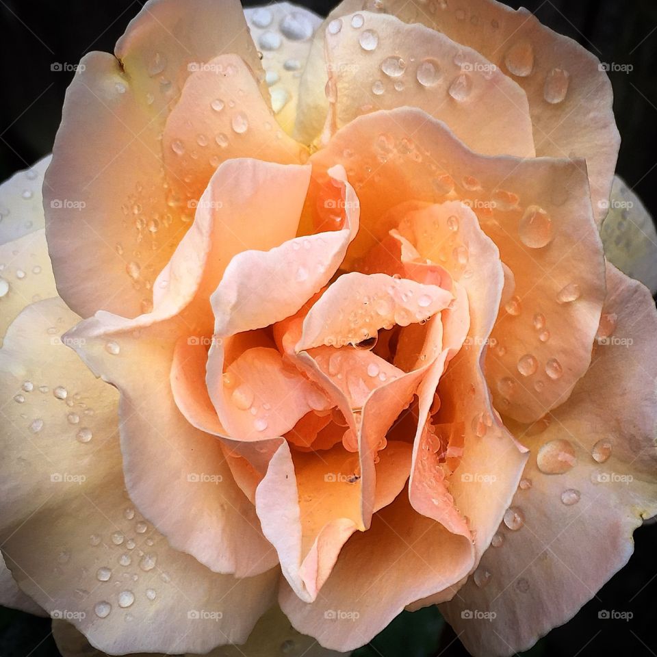 Drops On Rose