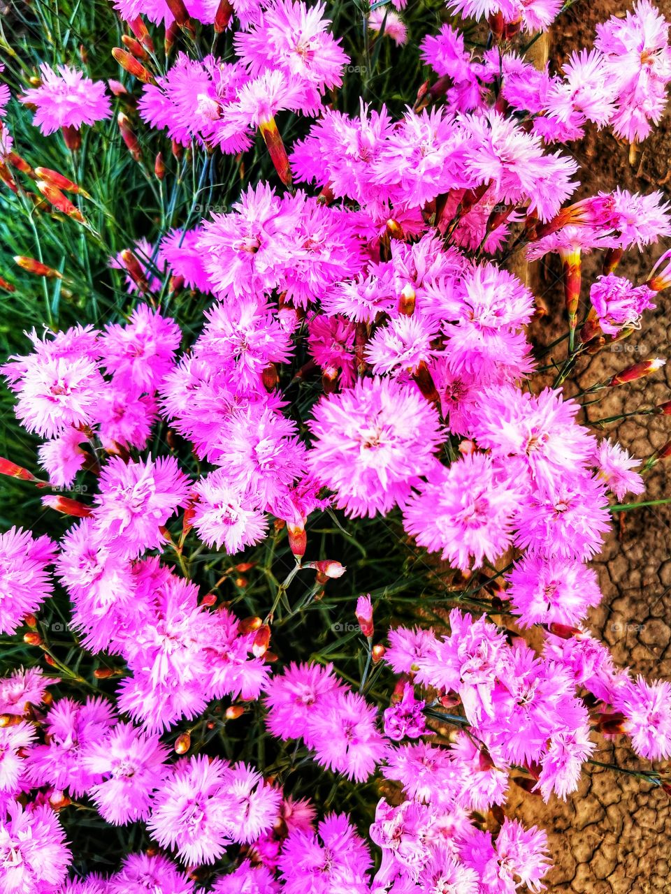 Color day outdoor nature greens wild street