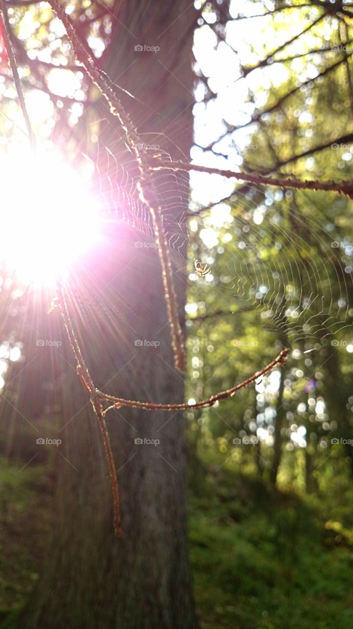 Spiders web in sunlight