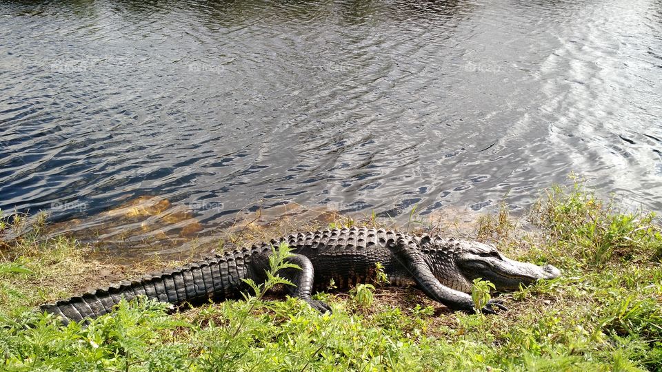 Everglades Gator