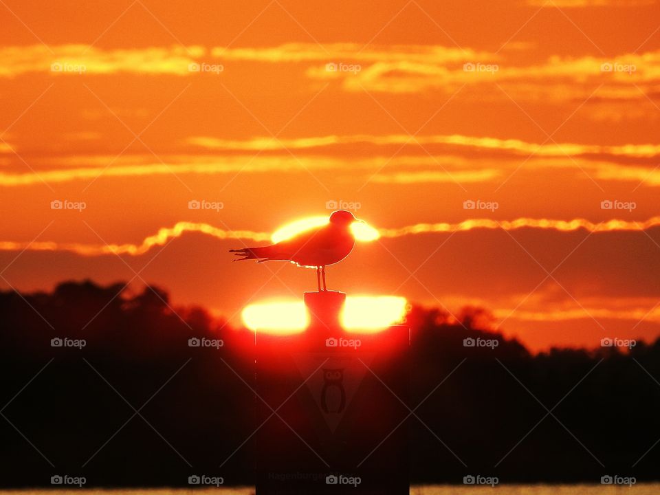 sunset seagull