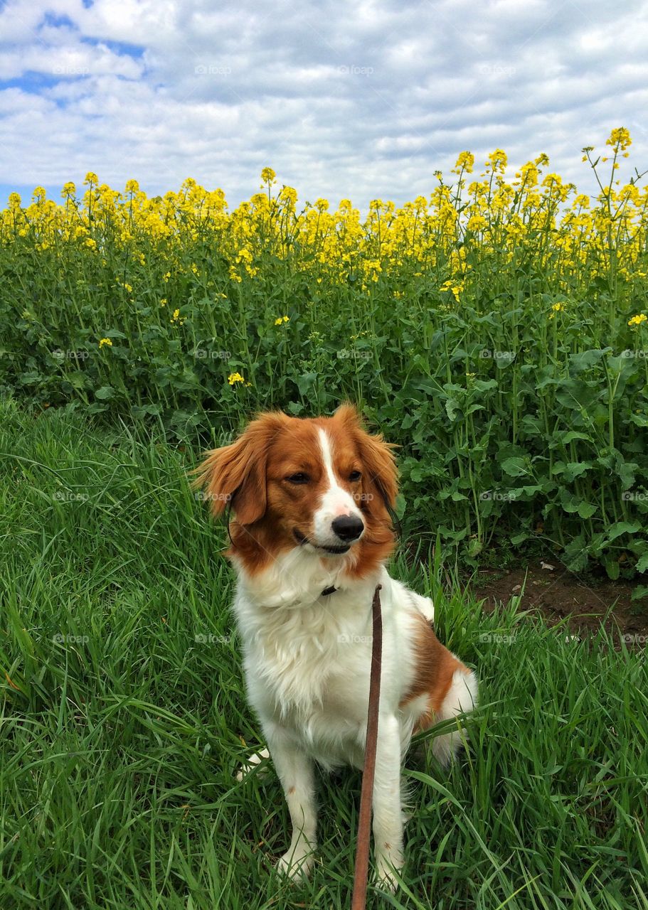 Portrait of dog in grass