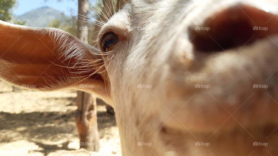 A smiling goat tries to discover this thing near her nose.