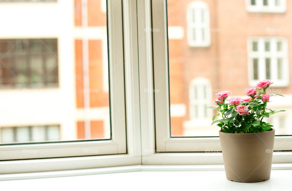 View of flower pot on window sill