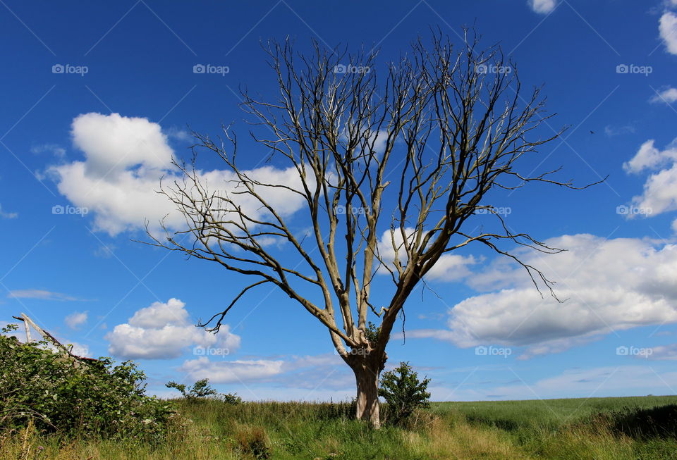 Tree with no leaves