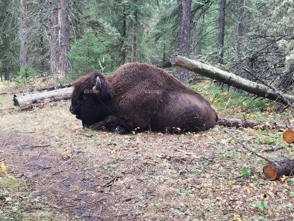 buffalo break time