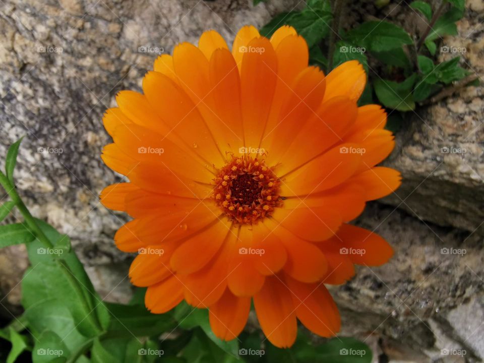 Nature's beauty in summers