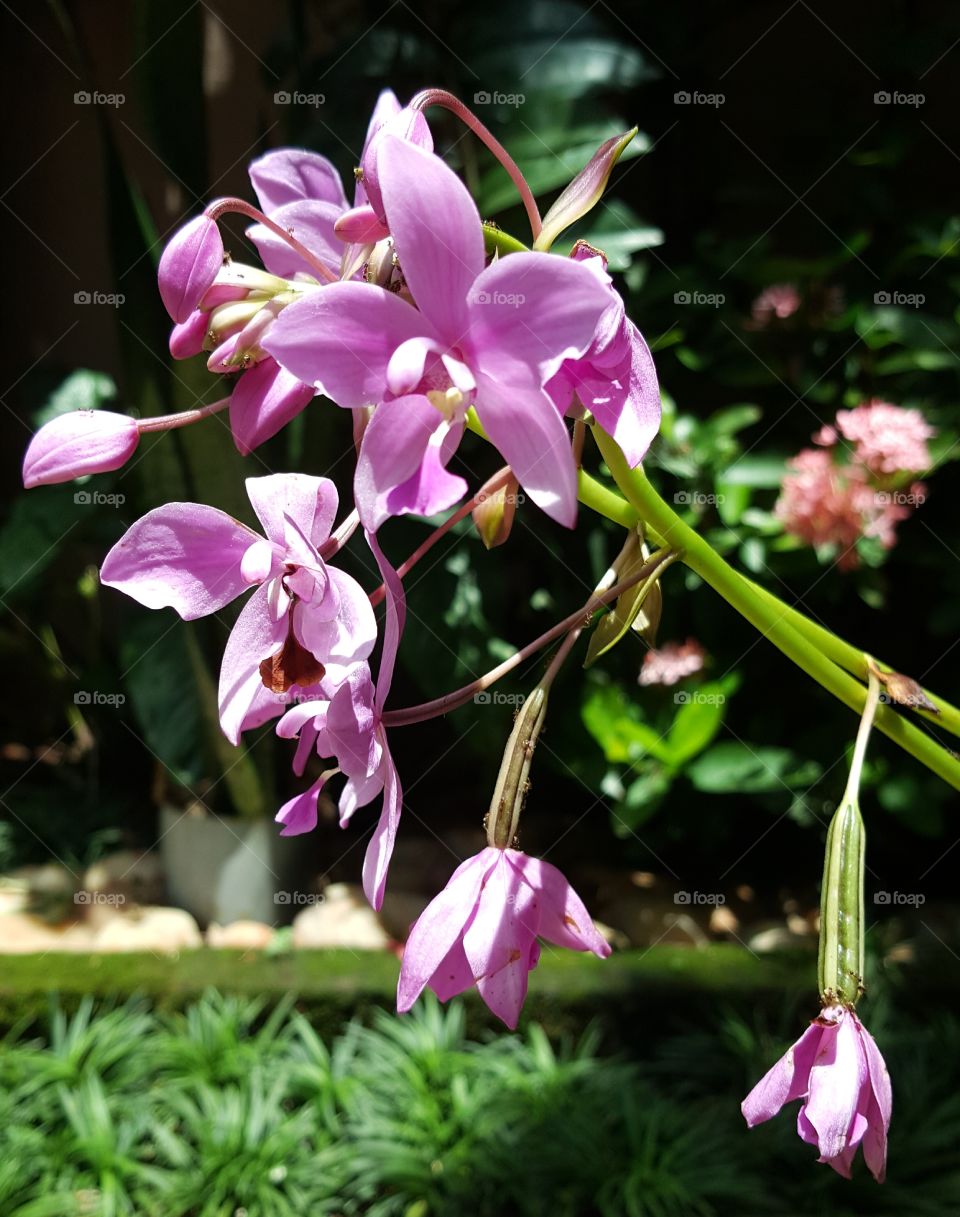 orchid