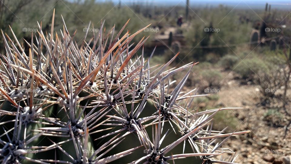 Cactus - up close